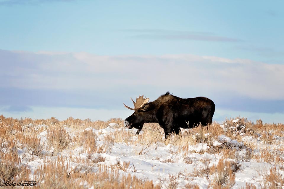 Big Bull Moose Beautiful Blue Sky and Sage Brush