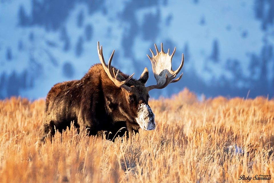Big Bull Moose Golden Hour Grand Tetons