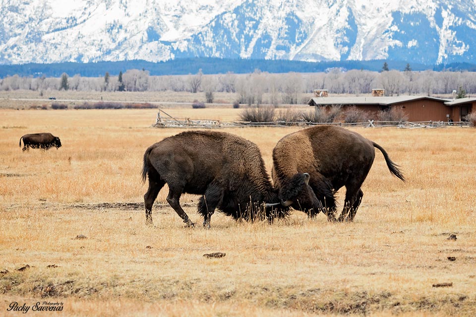Bison Stampede Yellowstone National Bison Day Photography Packy Savvenas