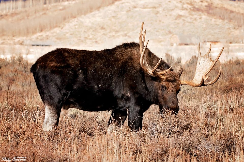 Bull Moose Antelope Flats Moose Grand Tetons