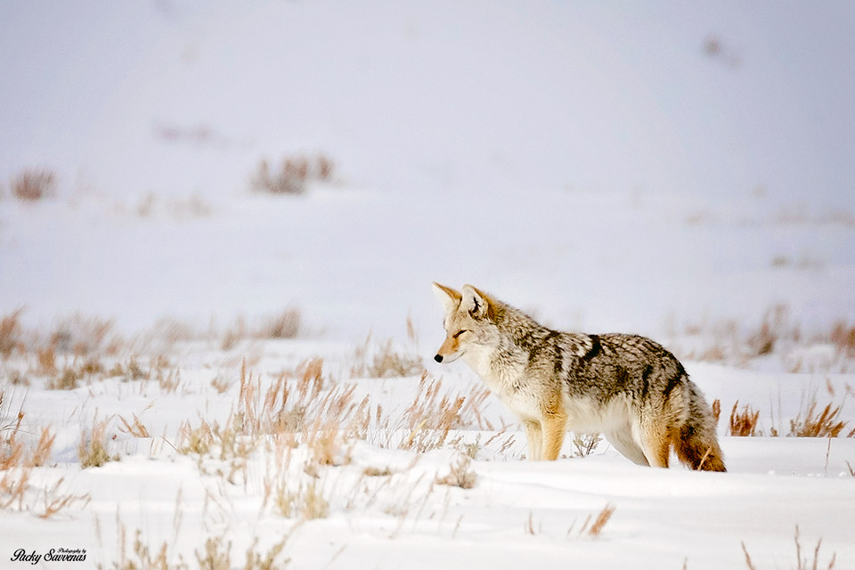 Coyote Grand Tetons - National Park