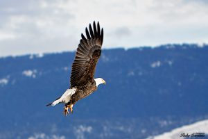 Eagle Taking Off Yellowstone Park