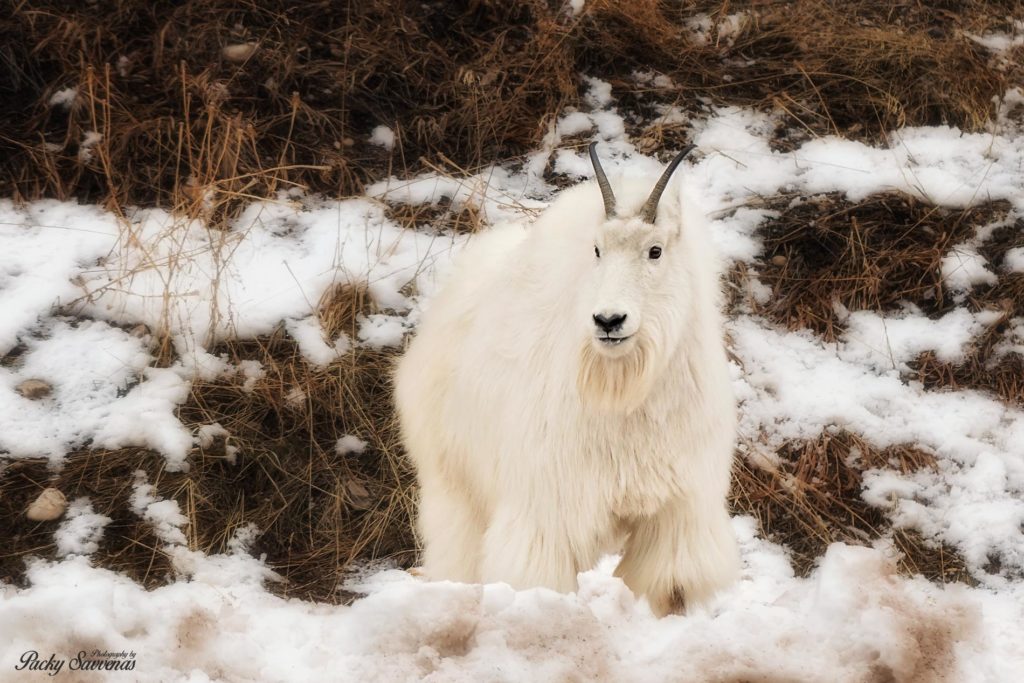Mountain Goat Yellowstone