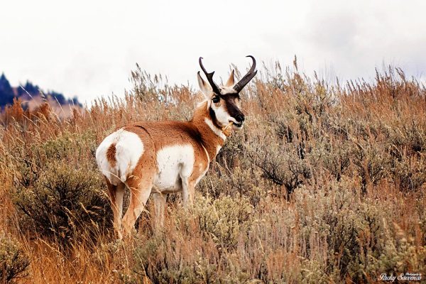 Pronghorn Antelope - Greek Mountain Man