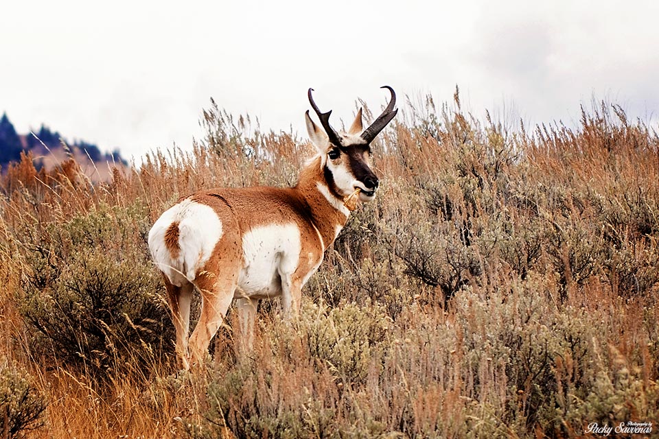 Pronghorn Antelope Grand Tetons
