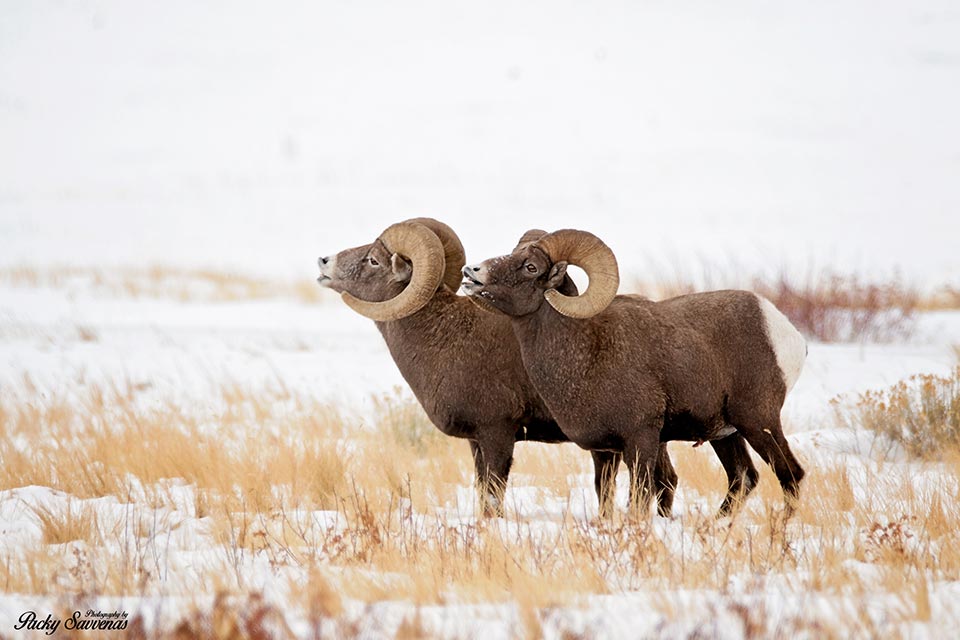 Two Bull Bighorn Sheep Calling Out