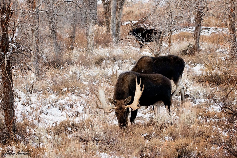 Two Bull Moose Female Moose