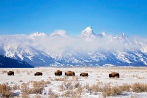 Bison moving across the Grand Tetons