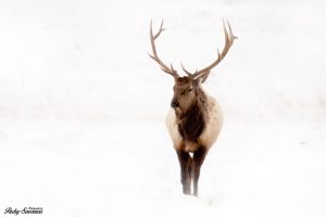 Bull Elk Grand Teton National Park - Packy Savvenas