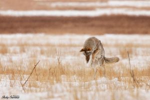 The Pouncing Mouse Hunting Coyote in the National Elk Refuge