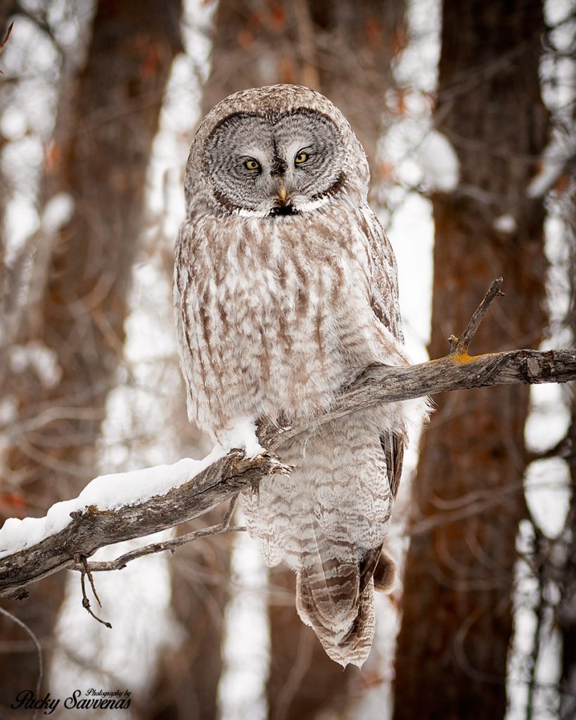 Gret Grey Owl - Photo by Packy Savvenas - Grand Tetons