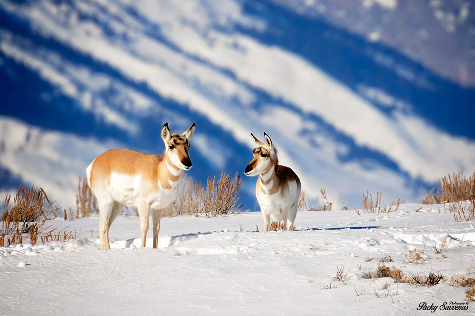 Pronghorn Antelope in the Grand Tetons - Winter Shot