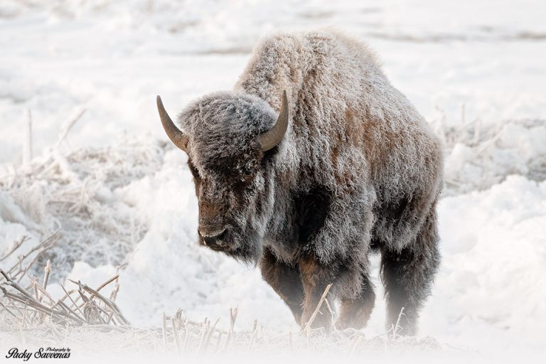 A Frosty Bison - Frozen Bison - Grand Teton National Park