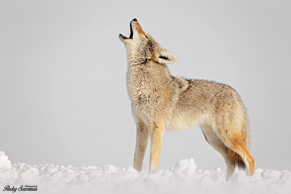 Coyote Howling Grand Tetons National Park - Packy Savvenas