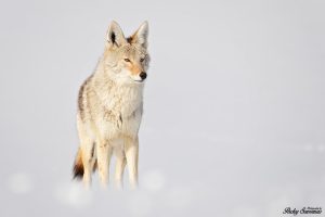 Coyote Mating Season Grand Tetons National Park - Packy Savvenas