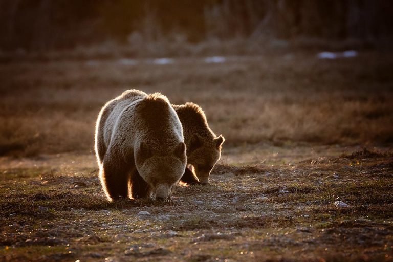 Grizzly Bear Charge - Photography by Packy Savvenas