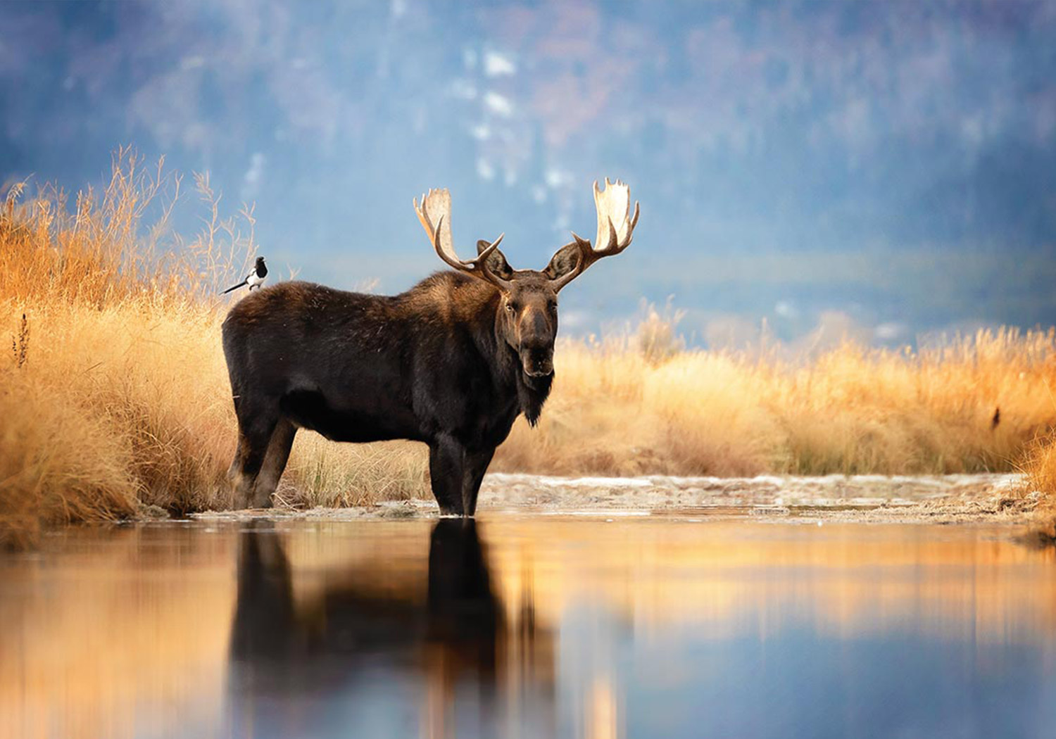 Golden Hour — Grand Teton NP