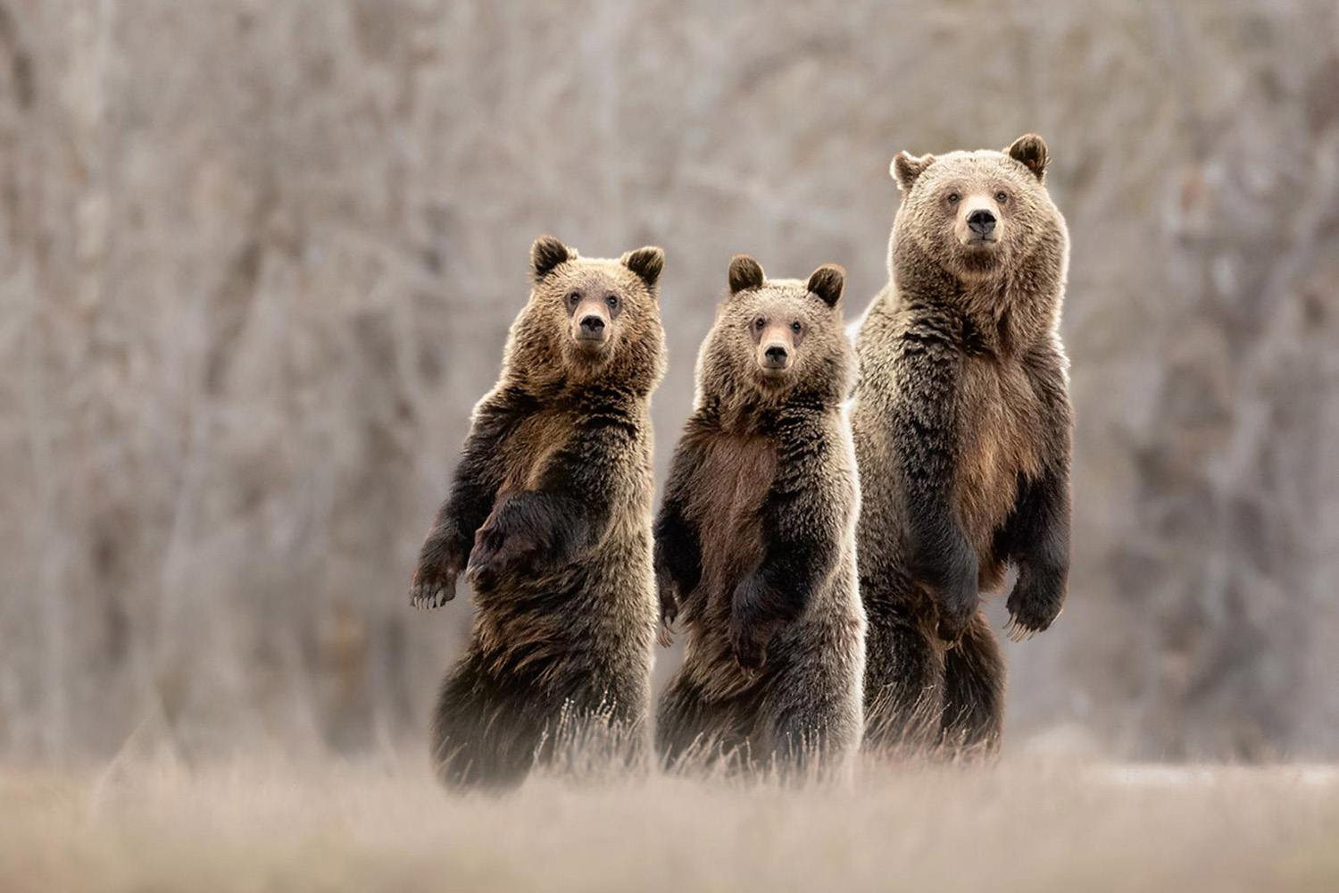 Describe bear image 1