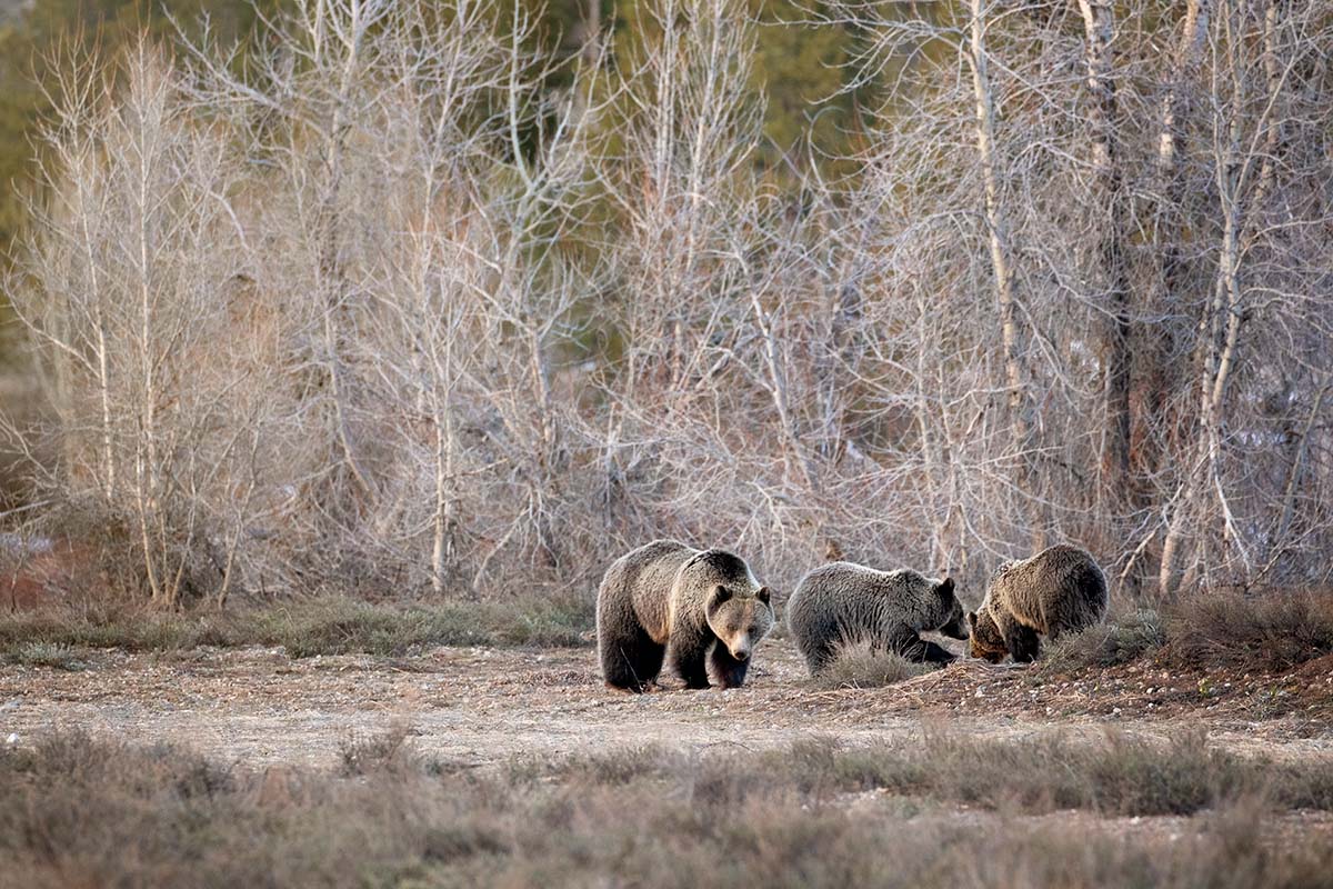 Describe bear image 4