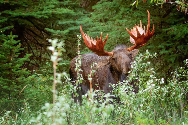Chased by Moose - Greek Mountain Man - Wildlife Photography 1
