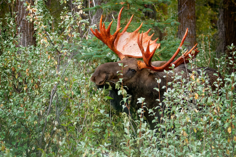 Chased by Moose - Greek Mountain Man - Wildlife Photography 2