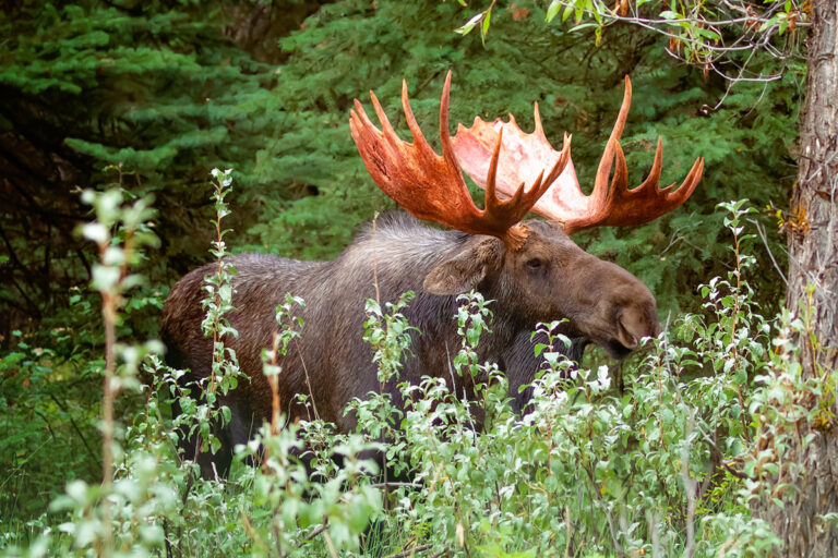 Chased by Moose - Greek Mountain Man - Wildlife Photography