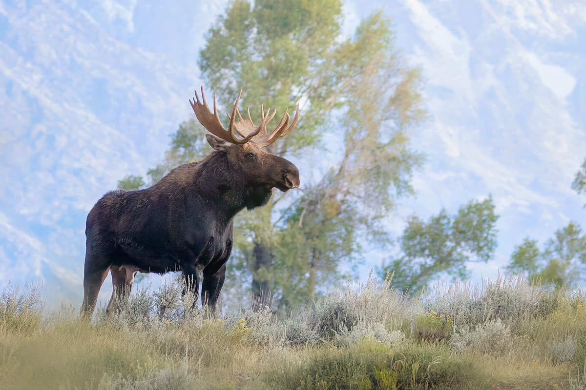 Bull moose standing in tall grass with velvet antlers, backlit by soft evening light and framed by green trees in Grand Teton National Park