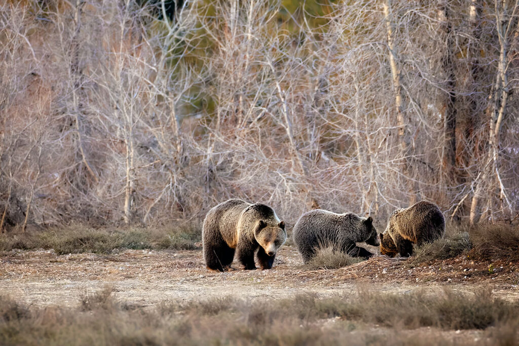 A Wildlife Photographer's Epic Encounter with Grizzly Bears - Greek