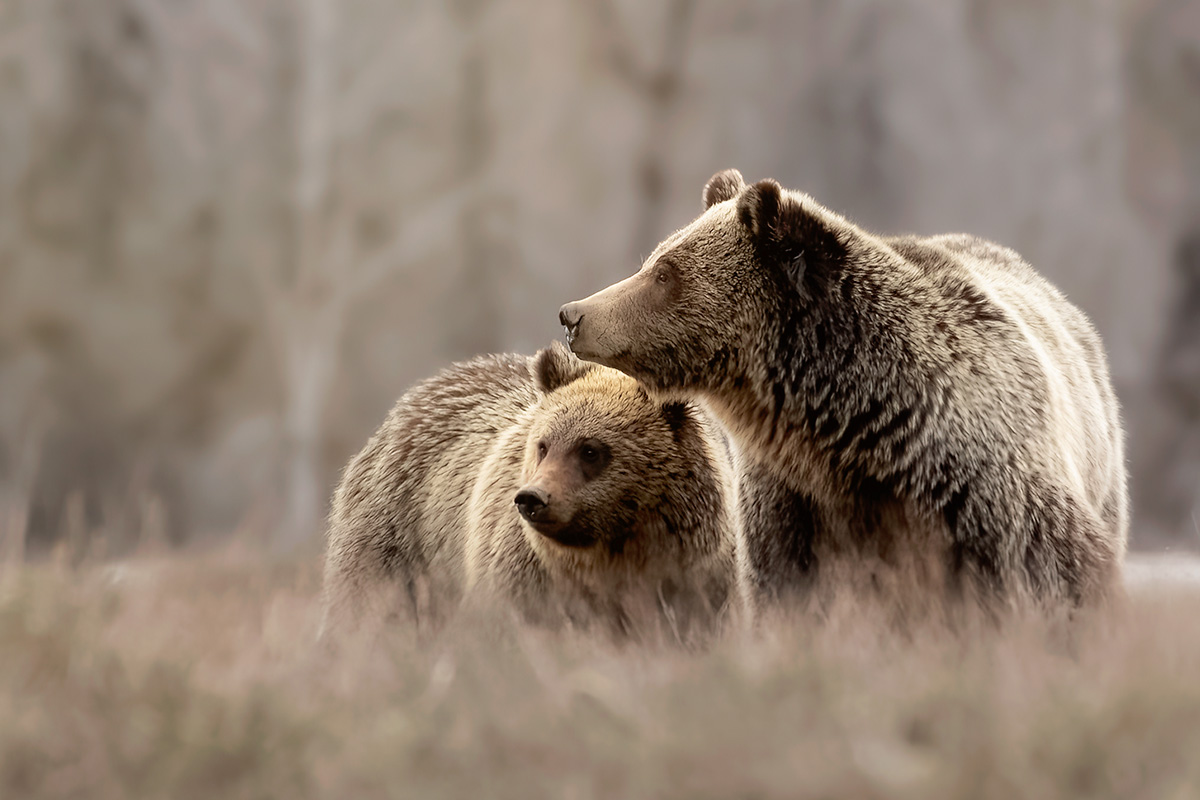 Describe bear image 3