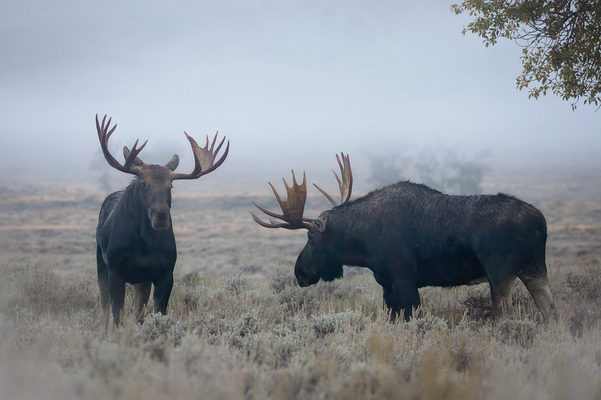 Bull moose with massive antlers standing in morning mist at Grand Teton National Park