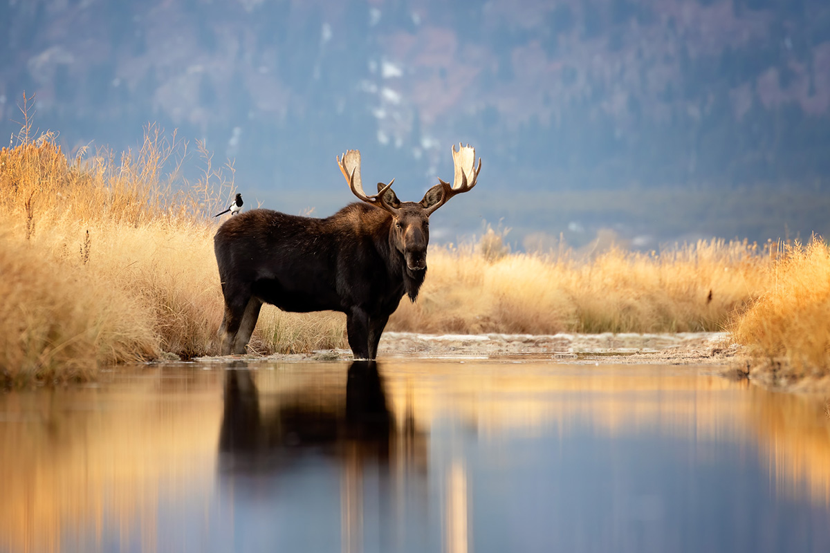 Bull moose portrait in Grand Teton — Greek Mountain Man wildlife photography journal entry