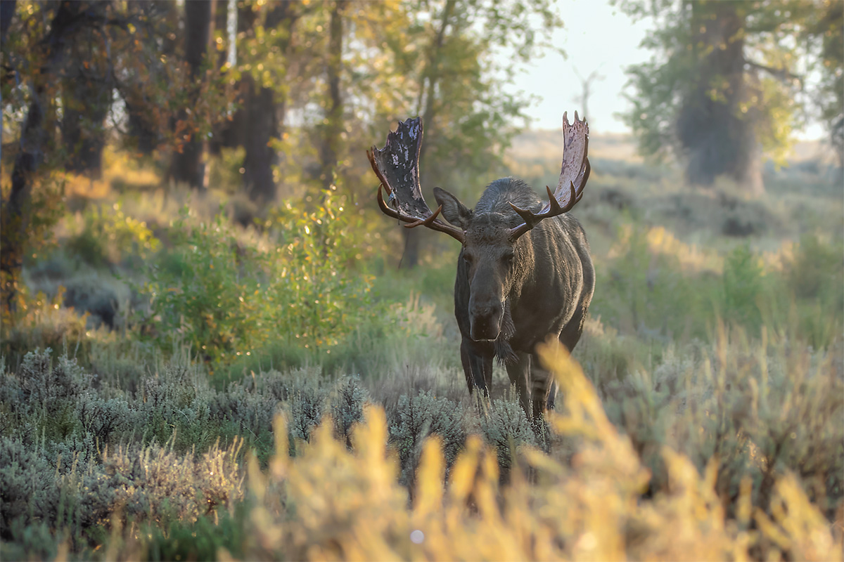 Bull moose standing in tall grass with velvet antlers, backlit by soft morning light and framed by green trees in Grand Teton National Park