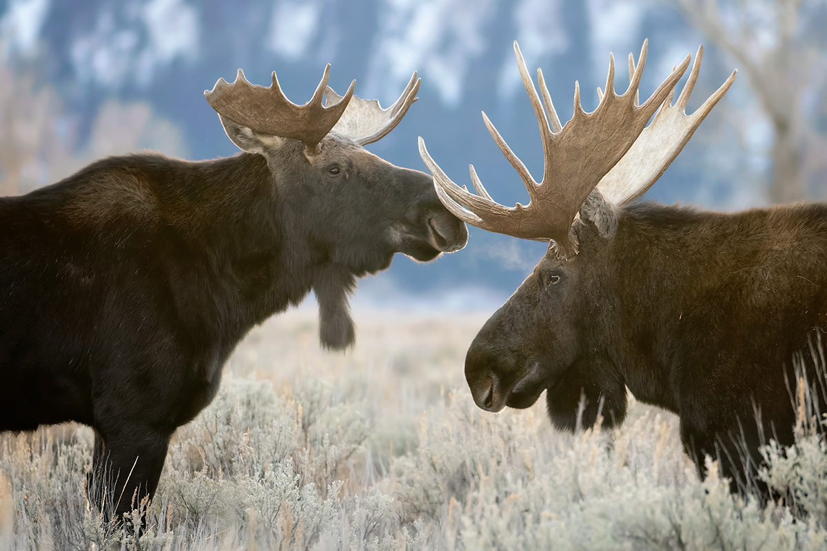 Bull moose backlit among green trees