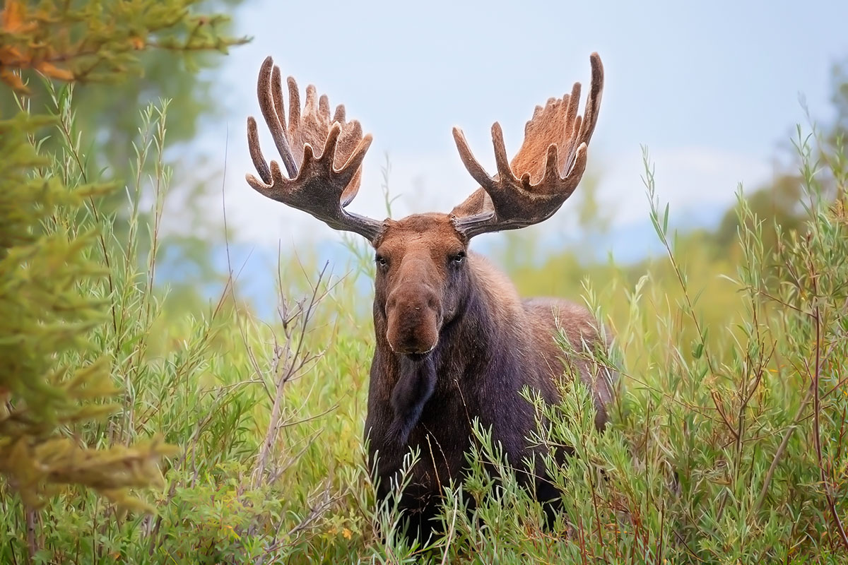 Bull moose wading through morning mist in Grand Teton — field notes from Packy Savvenas