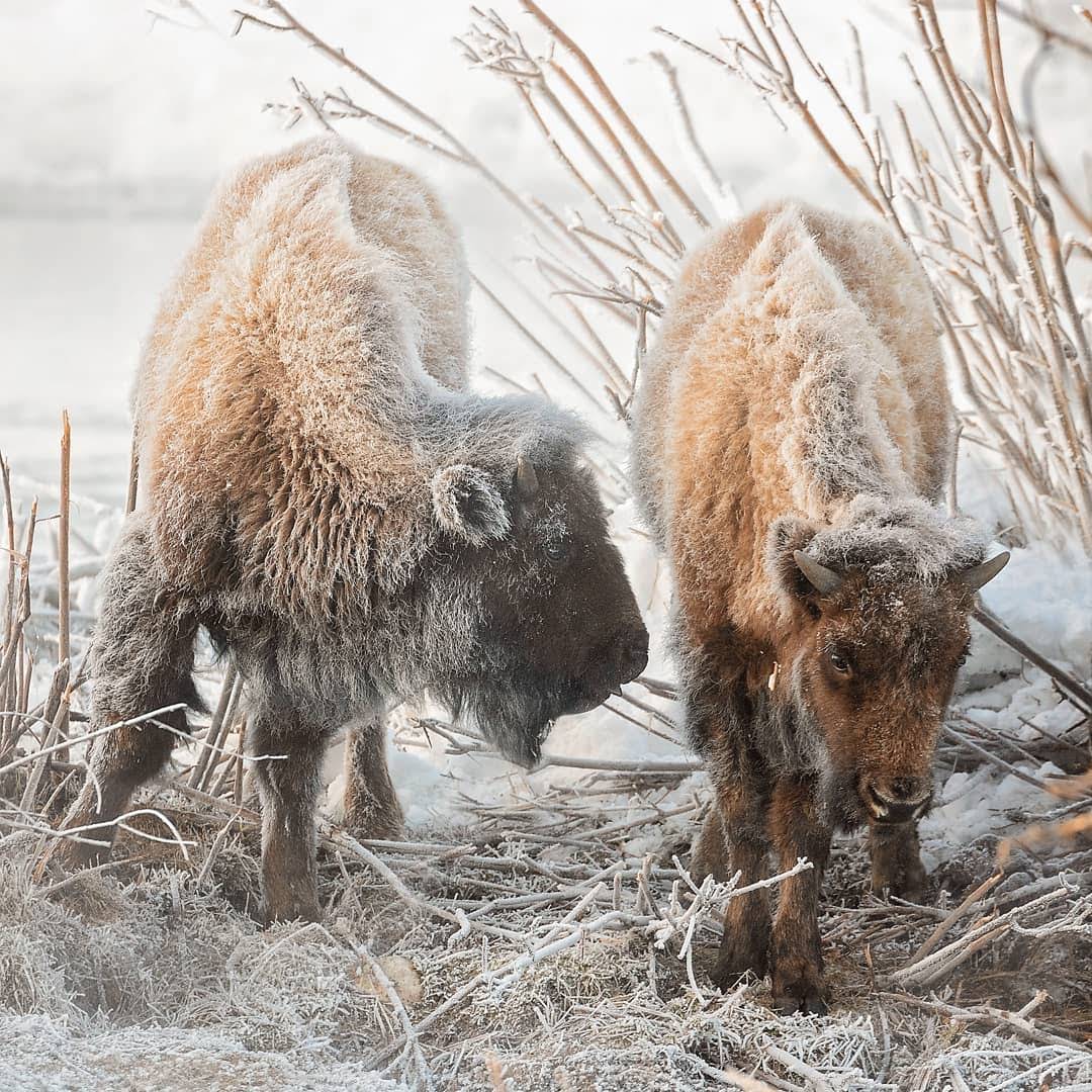 Moose in Grand Teton National Park landscape
