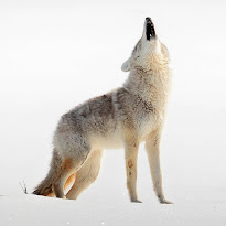 Moose portrait in natural habitat