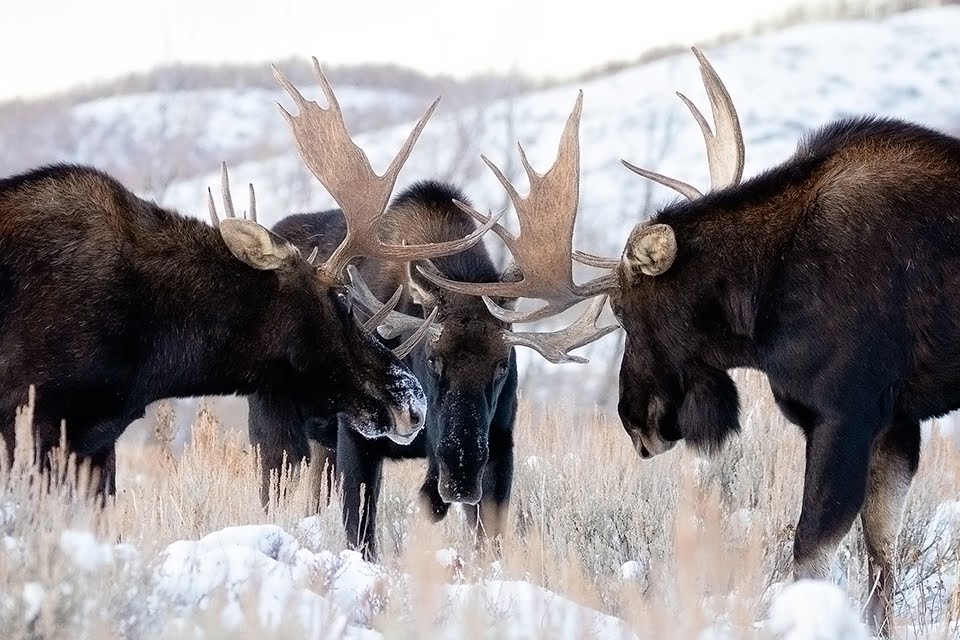 Bull moose in velvet season