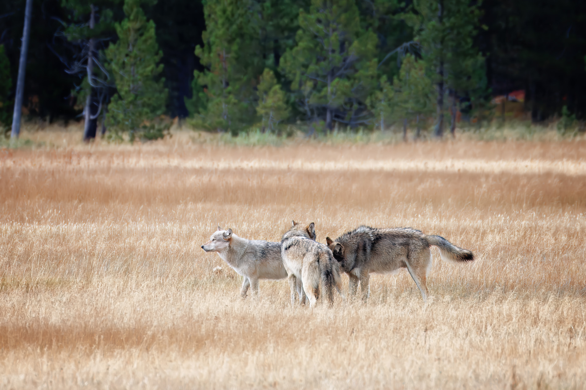Wolf moving through forest edge in the Greater Yellowstone Ecosystem