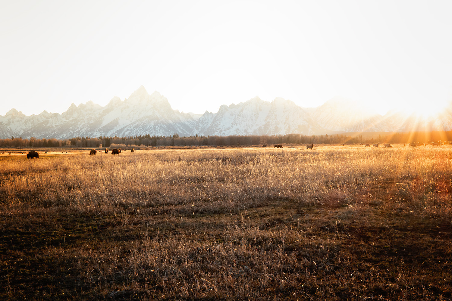 Wildlife in Grand Teton and Yellowstone from Greek Mountain Man
